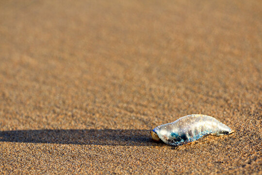 Closeup of a Bluebottle or Portuguese Man-o-war on the beach