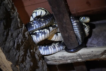 Spilotes pullatus, commonly known as the caninana, chicken snake, yellow rat snake, or serpiente tigre, is a species of large nonvenomous colubrid snake. Baturité Ceará, Brazil.