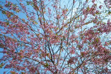 Branch of  Wild Himalayan Cherry (Prunus cerasoides ) with sunlight on sky background in thailand, ornamental plant, beautiful pink flower with green leaves wallpaper, flora pink decoration. Close up.