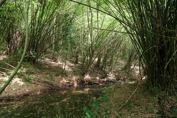 Obraz premium Trail path way through a green nature park with trees, bamboo and river in the forest, view at Nam Nao National Park, Phetchabun, Thailand.