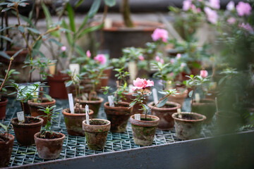 Small sprout of pink azalea blooming in home garden. Blossoming rhododendron bush in terracotta pot in greenhouse in spring. Plant breeding and home gardening concept