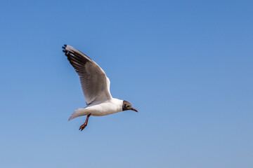 hungry seagull flies in the blue sky