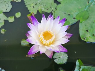purple lotus flower