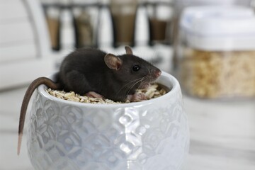 Grey rat in bowl with oat flakes on table. Pest control