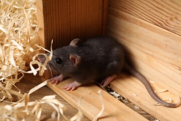 Grey rat in wooden crate and sawdust on table. Pest control