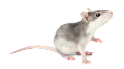 Cute rat on white background. Little pet