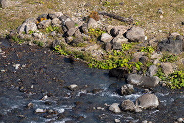 北海道　エゾヒグマ　熊　ヒグマ　野生　獣　