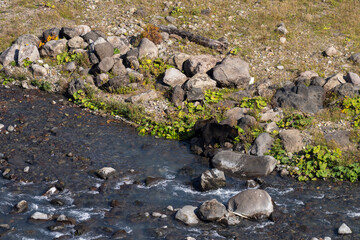 北海道　エゾヒグマ　熊　ヒグマ　野生　獣　