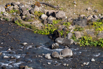 北海道　エゾヒグマ　熊　ヒグマ　野生　獣　