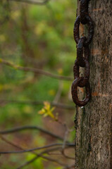 A close-up view of a rusty wet chain hanging from a tree in a natural forest environment. The blurred background highlights the textured details and conveys a sense of age and nature.