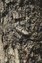 Pattern of dried dark brown bark wood.Cracked wood texture big tree surface.Template for design. Abstract nature background. Beautiful pattern.Space for work.Banner.Wallpaper. Vertical.