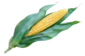 corn cob with husk on white background
