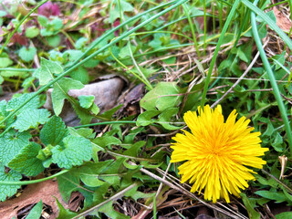 草むらに咲くタンポポ
