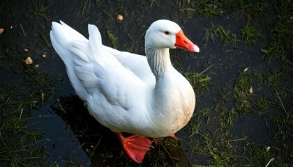 Obraz premium A beautiful white swan, photo from top angle