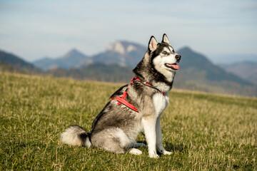 Portrait of a Siberian Husky in Nature