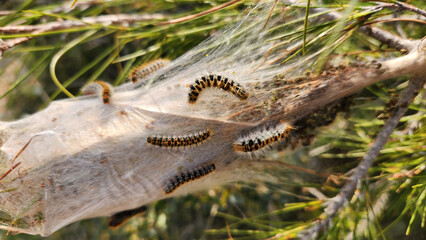 Pine Processionary Moth (Thaumetopoea pityocampa) damages pine trees and its airborne hairs can cause severe allergic reactions, including skin rashes and respiratory issues