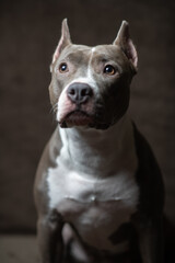 Portrait of a beautiful purebred Staffordshire Terrier in a studio on a dark background.