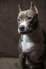 Portrait of a beautiful purebred Staffordshire Terrier in a studio on a dark background.