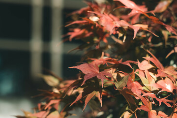 紅葉
