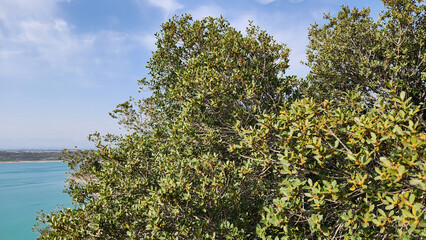 Mock Privet (Phillyrea latifolia) thrives on Mediterranean coasts and hills, as a evergreen plant of maquis, blooming to provide nectar for bees and beauty for the eyes.