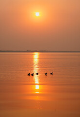 Sunlight on sunset time with flock of Water bird on the surface of the lake on the border of Ban Tha rit campground as know as New Zealand in Thailand in Lopburi Province, Thailand. Vertical.