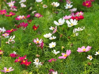 Field of multicolored cosmos flowers. Top view of Mexican aster in dark pink,red, pink blossom in the garden. Cosmos bipinnatus or Garden cosmos. Short-lived flowering plant, Autumn cherry blossom
