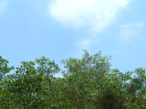 Blue sky white clouds and green trees. Branches provide shade of Black Tree Afara. Bird's eye view of Terminalia ivorensis. Ivory Coast almond is perennial ornamental plant with beautiful foliage. 
