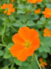 Fototapeta premium Orange flower of nasturtium, close-up, against a background of green foliage.