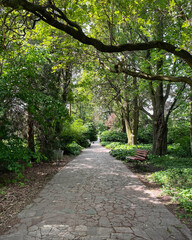 Fototapeta premium Straight path in green garden. Summer morning in a park - beams of light among trees.