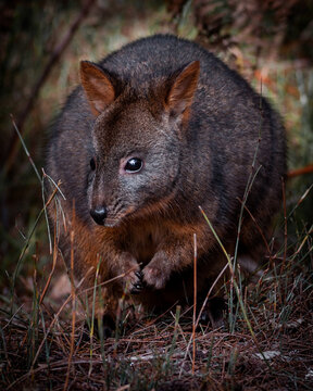 Tasmanian Pademelon in a Pine Forest