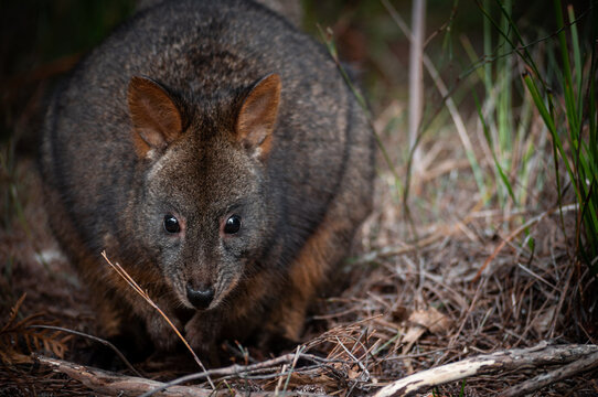 Tasmanian Pademelon in a Pine Forest