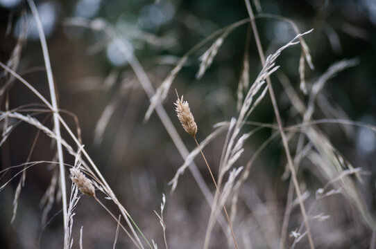 Stalk of Wheat Blowing in the Wind