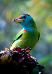 Blue throated barbet 
A beautiful bird in bengal