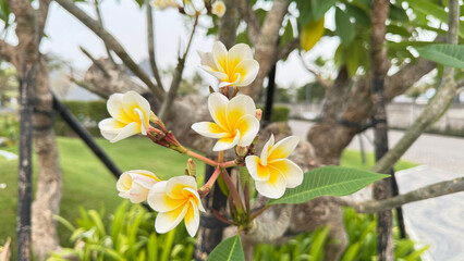 frangipani flower