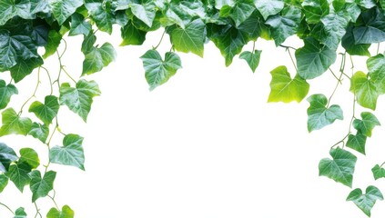 Naklejka premium Vibrant Green Ivy Leaves Framing a Blank Canvas, Ideal for Nature-Themed Designs and Backgrounds in Photography and Graphic Projects