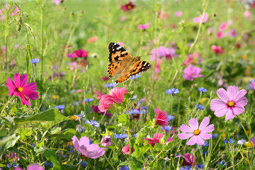 Schmetterling 1294