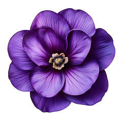 Naklejka premium purple flower isolated on white