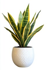 Vibrant Snake Plant with Long, Striped Leaves in White Textured Pot for Home Decor and Interior Design Aesthetic