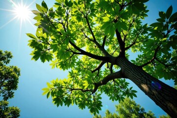 Fototapeta premium Tree's branches stretching towards the sky with intricate details, foliage, branches, tree