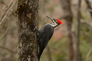 Pileated woodpecker on a tree in fall. Closeup