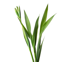 Obraz premium green grass isolated on white