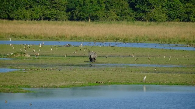 One-horned Indian rhinoceros running in forest wetland of Pobitora Wildlife Sanctuary in Assam, India