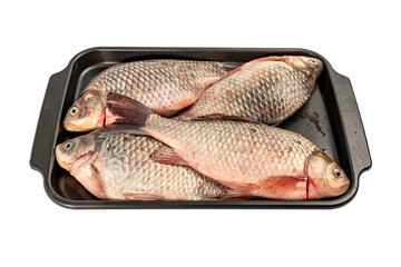 Raw crucian carp fish lies on a tray. Fish on a tray isolated on a white background.