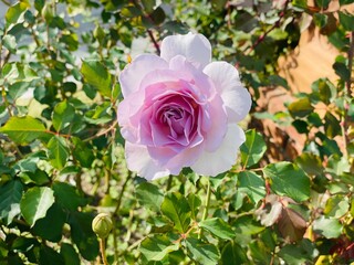 Close-Up of a Rare Light Purple Rose with Delicate Petals in Full Bloom