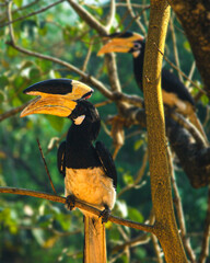The hornbill bird © Игорь Кузнецов