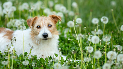 Face of a cute dog with blowballs in the grass. Pet in the nature in spring or summer.