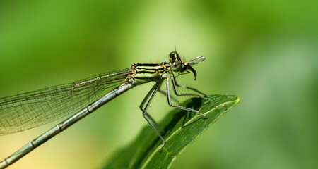 Fototapeta premium Insect predator dragonfly is eating a fly, close up. Wildlife in the nature in summer.
