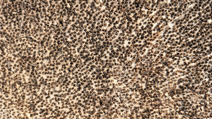 Pattern on the surface of a ground-level stump of a cut Canary date palm tree reveals intricate textures, showcasing the unique characteristics