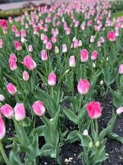 pink tulips in the garden