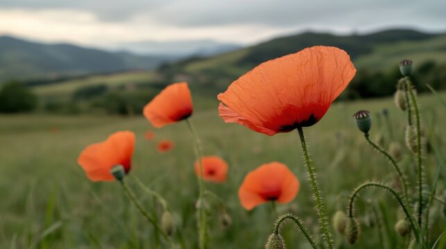 Vibrant red poppies bloom gracefully in a lush green field under an overcast sky in the countryside during springtime - Powered by Adobe